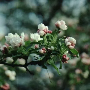 thumbnail for publication: Malus x 'David' 'David' Crabapple